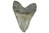 Serrated, Fossil Megalodon Tooth - North Carolina #362875-2